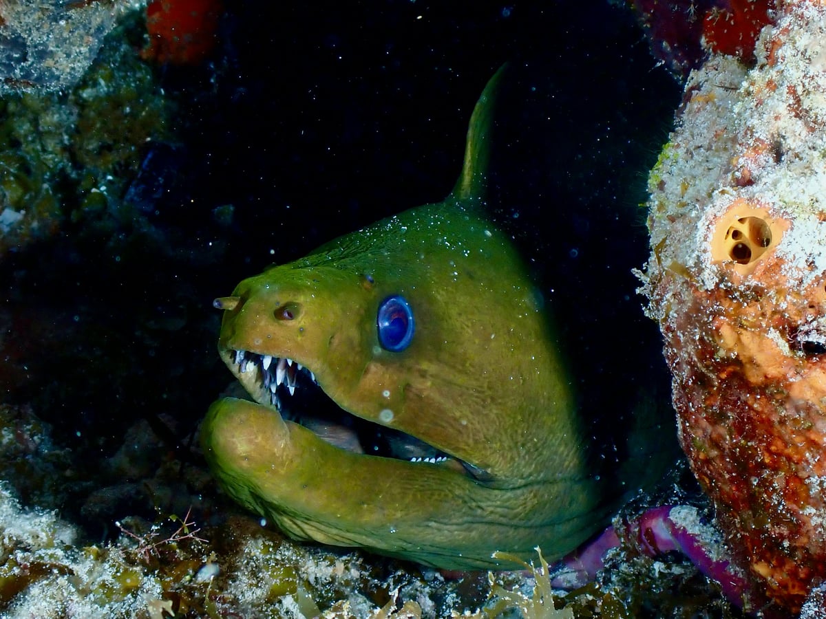 Eels