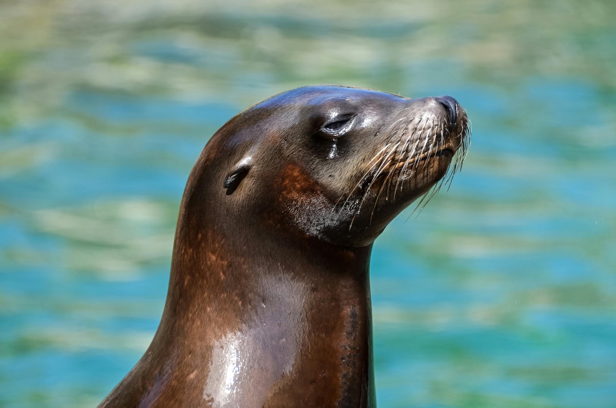 Seals & Sea Lions
