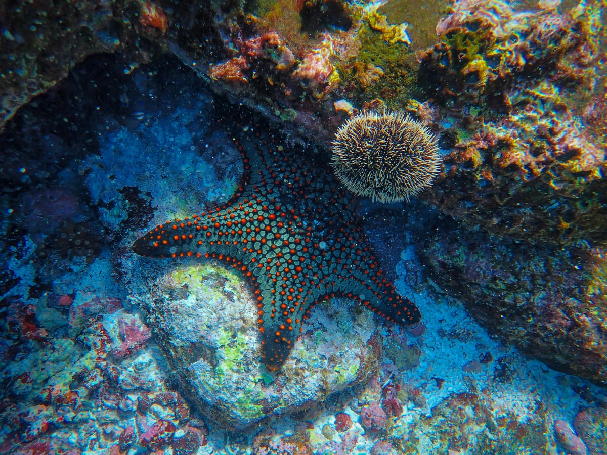 Starfish & Sea Urchins