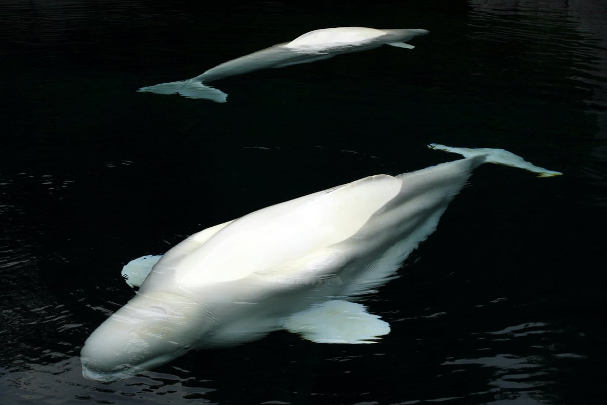 Whales