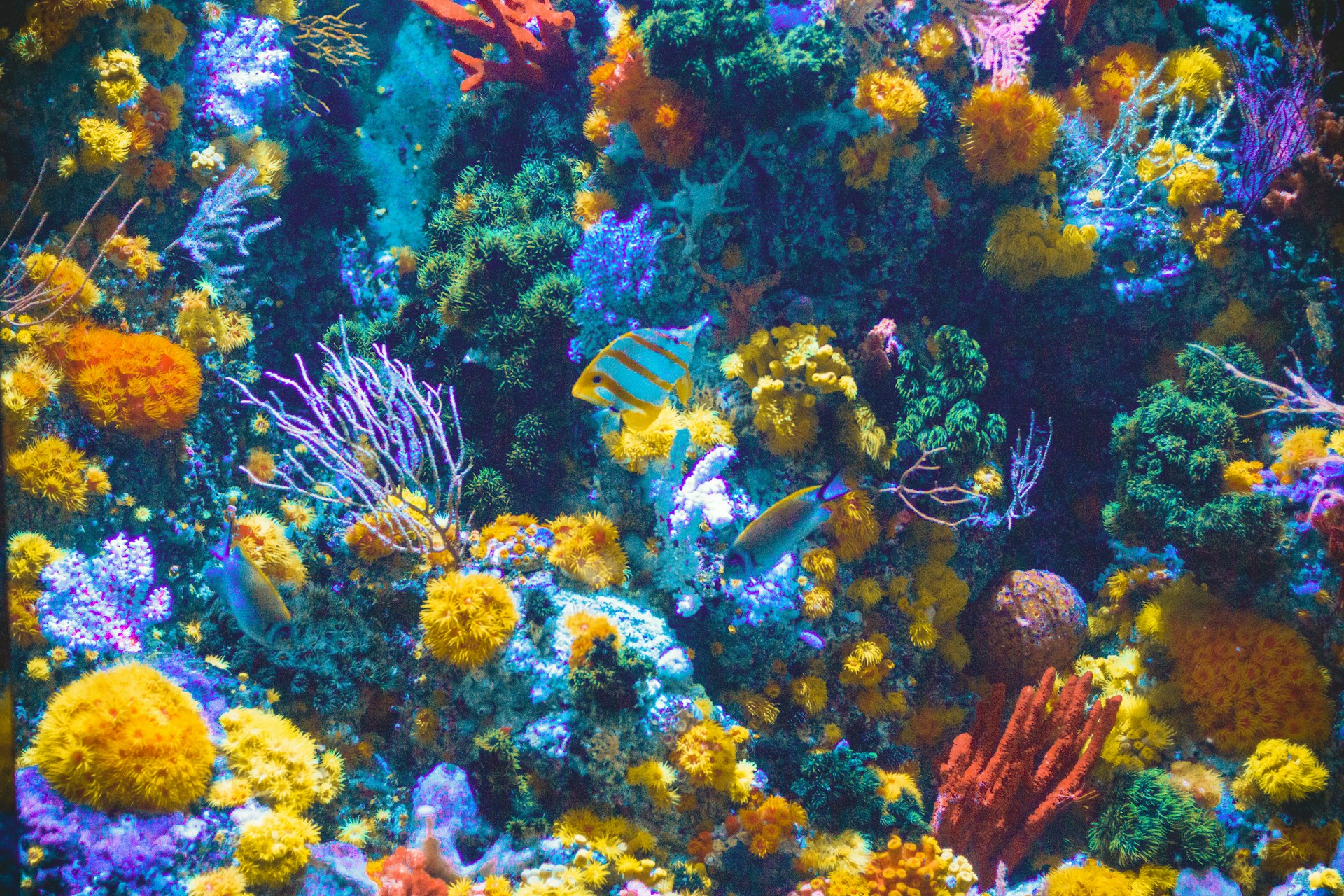 Texas State Aquarium
