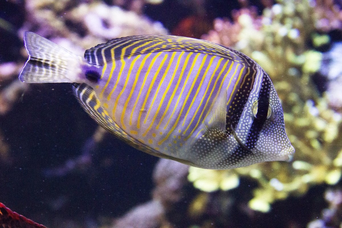 Downtown Aquarium - Gallery Image 2